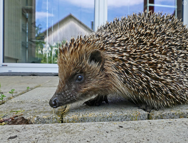 Igel im Siedlungsraum