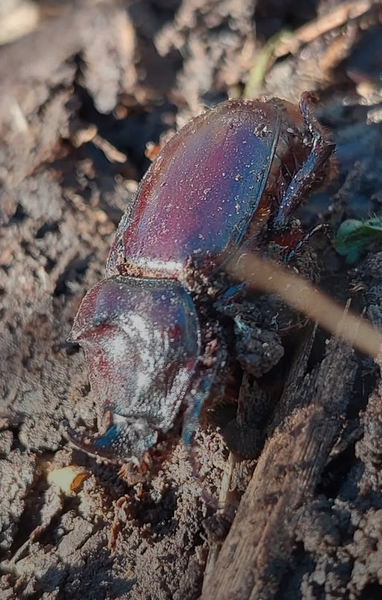 Nashornkäfer aus dem Kompost