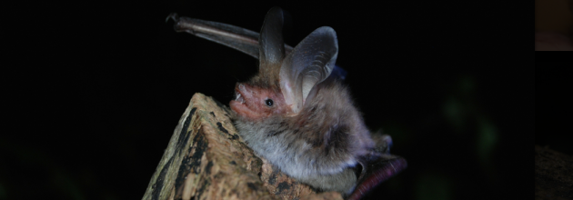 Bechsteinfledermaus