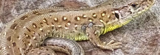 Zauneidechsenweibchen auf Baumstumpf