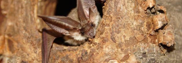 Graues Langohr, eine sehr seltene Fledermausart