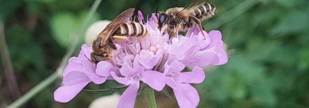 Zwei Wildbienen