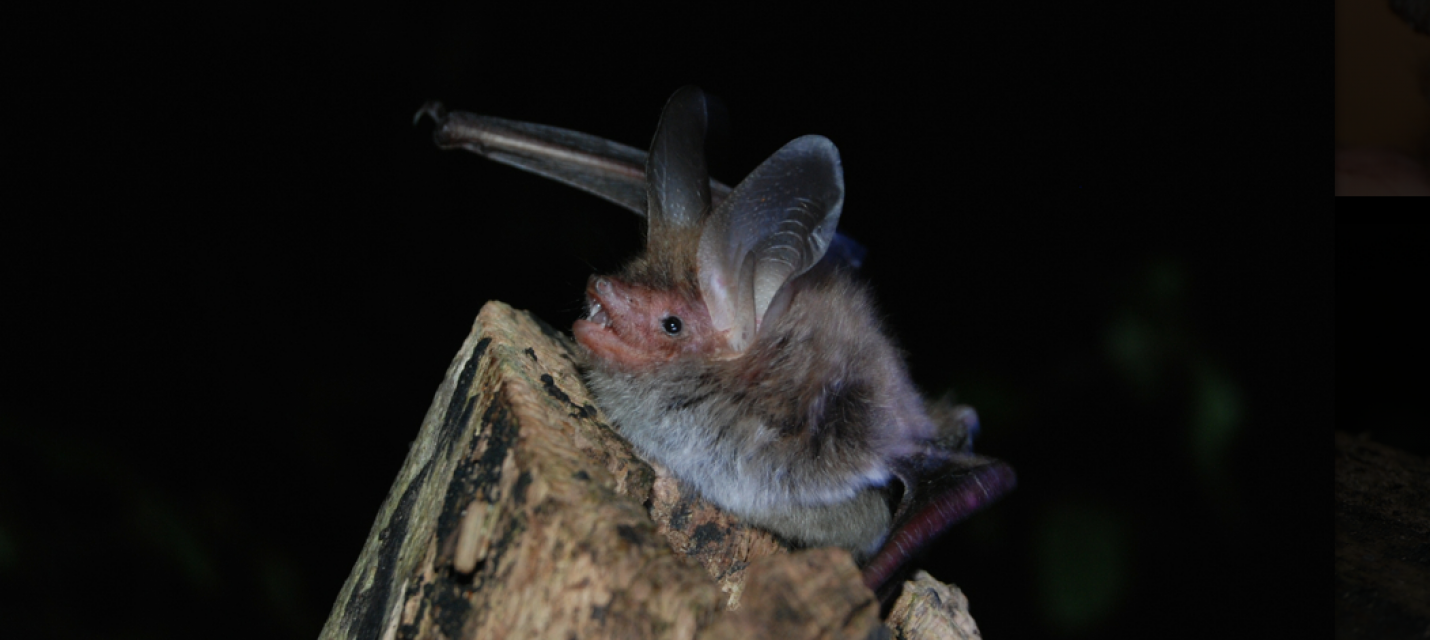 Bechsteinfledermaus
