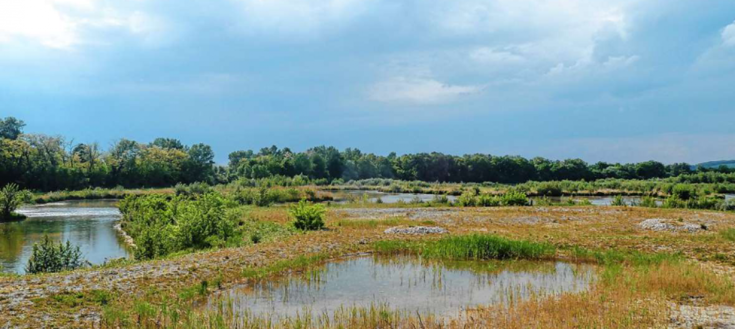 Auenlandschaft auf der Rheininsel der Petite Camarque Alsasienne