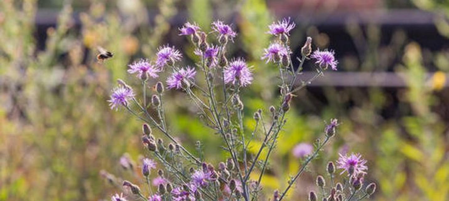 Rheinische Flockenblume in Nordamerika