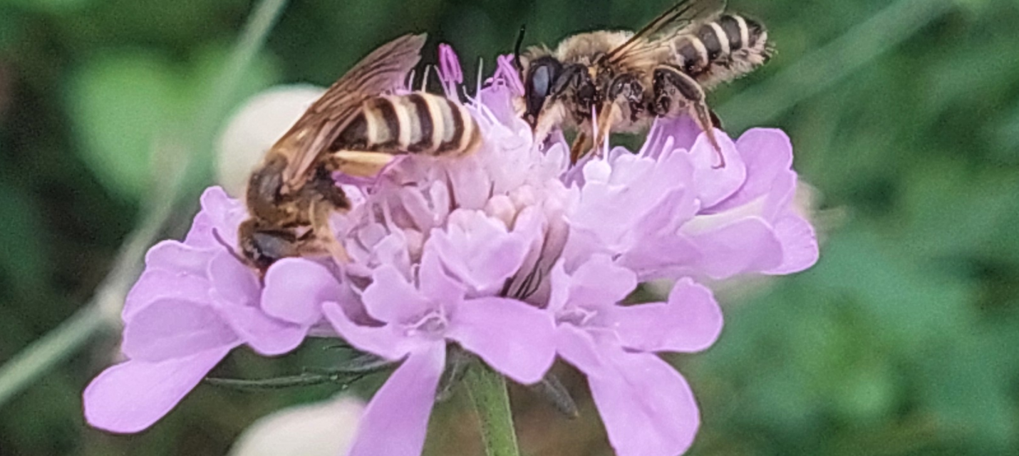 Zwei Wildbienen